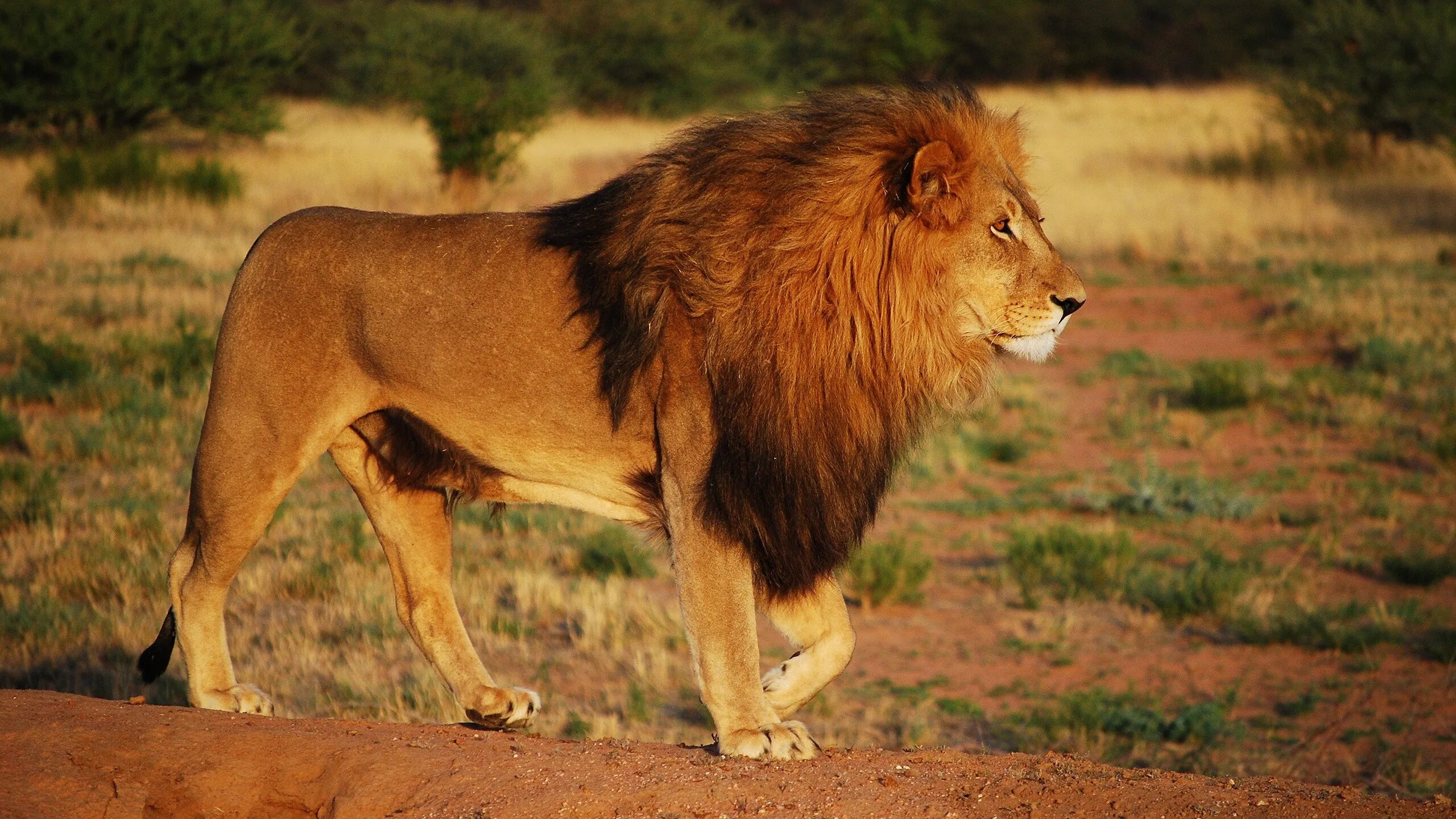 Восточно-Африканский Саванна Львов. Масайский Лев. Львы в саванне. Катангский Лев. Africa lion