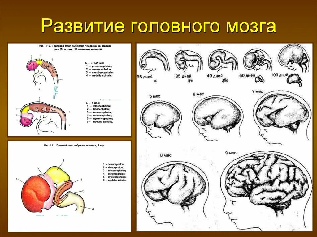 Стадии развития головного мозга человека анатомия. Строение головного мозга новорожденного. Схема развития головного мозга фронтальный разрез. Возрастные изменения головного мозга анатомия.