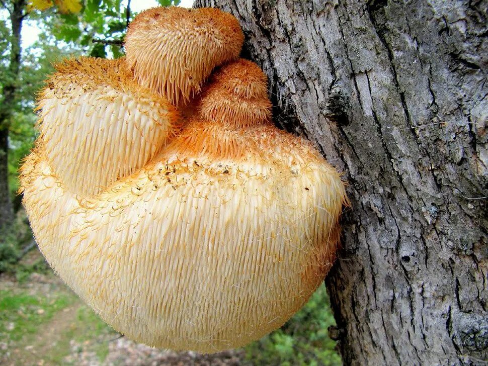 Mane mushroom