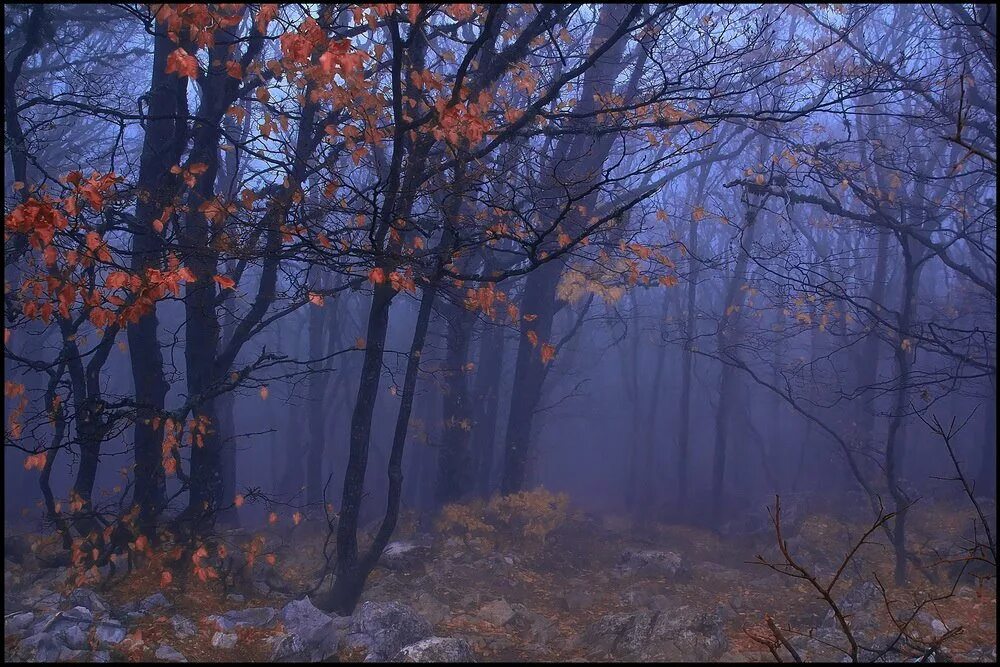 Темный холодный вечер. Осенний лес ночью. Осенние Сумерки. Поздняя осень ночь. Осенний лес вечером.