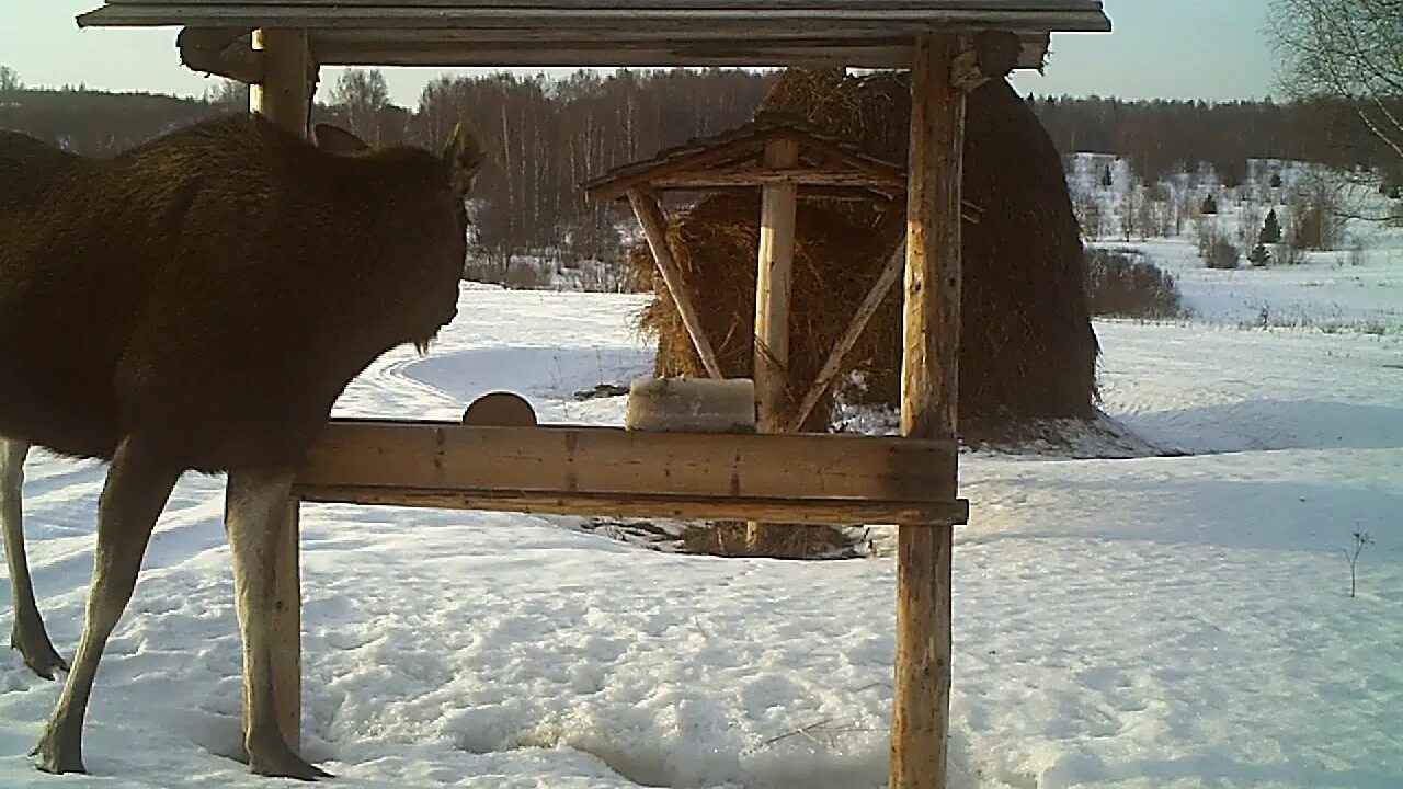 Столовая для лосей 8. Кормушка для лосей. Соль для лосей. Кормушка для лося зимой. Лесная кормушка для лосей.