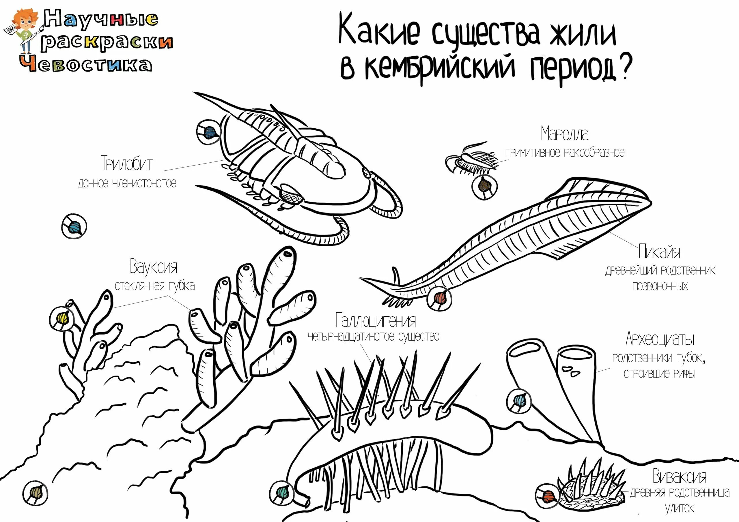 Включи чевостик дикие. Научные раскраски. Научные раскраски Чевостика. Раскраски с Чевостиком. Чевостик раскраски.