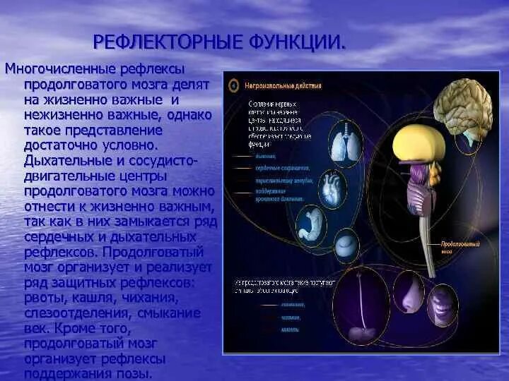 Каковы функции продолговатого. Рефлексы и функции продолговатого мозга. Рефлекторная функция продолговатого мозга. Центры рефлексов продолговатого мозга. Жизненно важные центры продолговатого мозга.