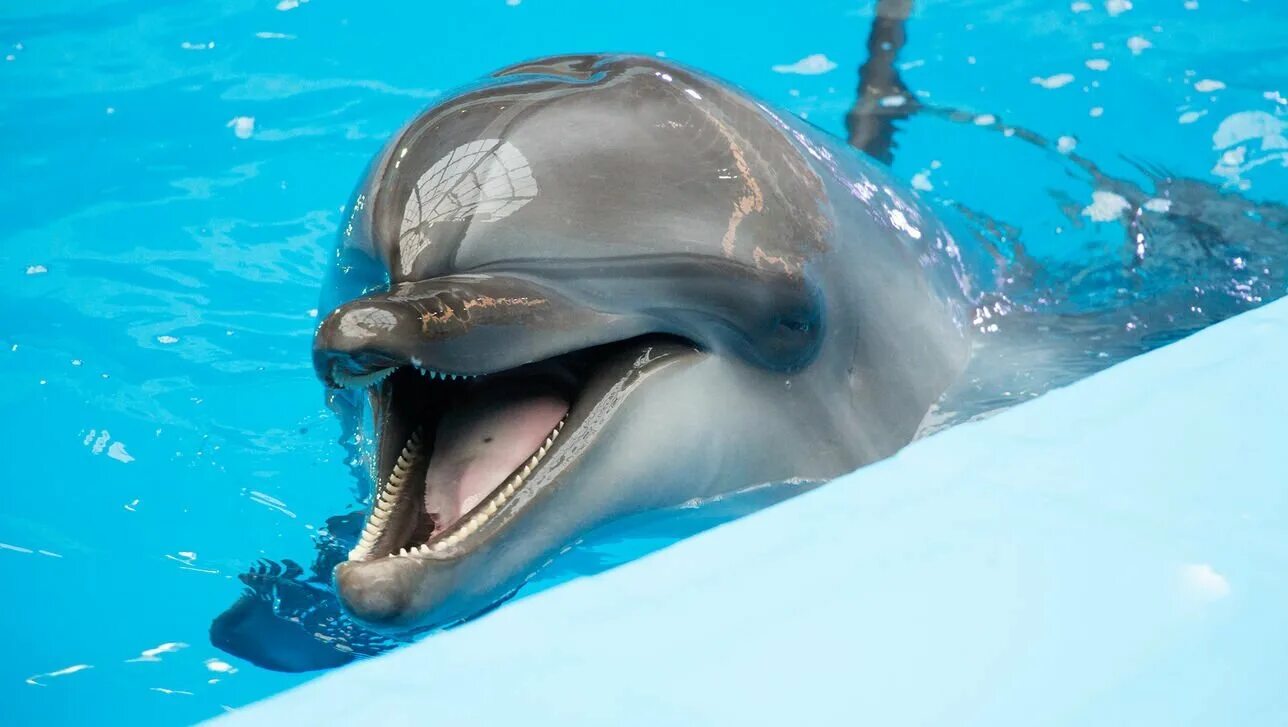 Дельфины с удовольствием разучивают. Дельфины картинки. Дельфин фото. Морда дельфина. Дельфин улыбается.