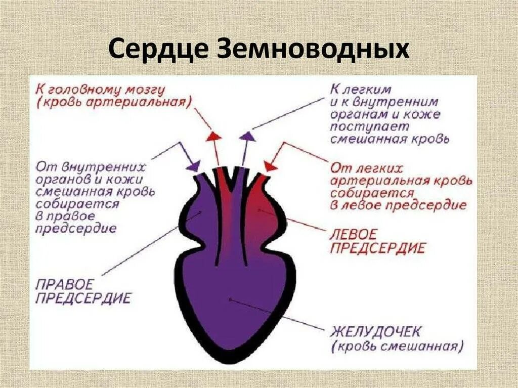 В желудочке земноводных находится кровь. Сердце земноводных. Строение сердца земноводных. Строение сердца лягушки. Сердце амфибий.