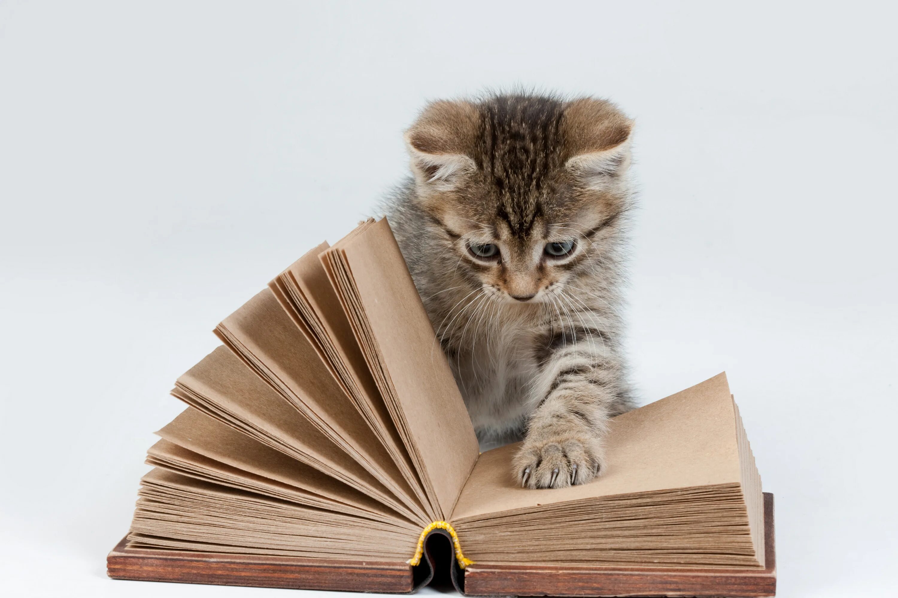 Читать книга питомец. Кот с книгой. котенок и книга на белом фоне. кот на книжке на белом фоне. котик с книгой на белом фоне.