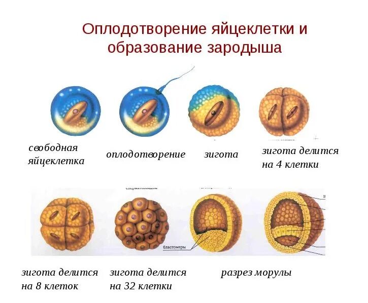 Где происходит зигота