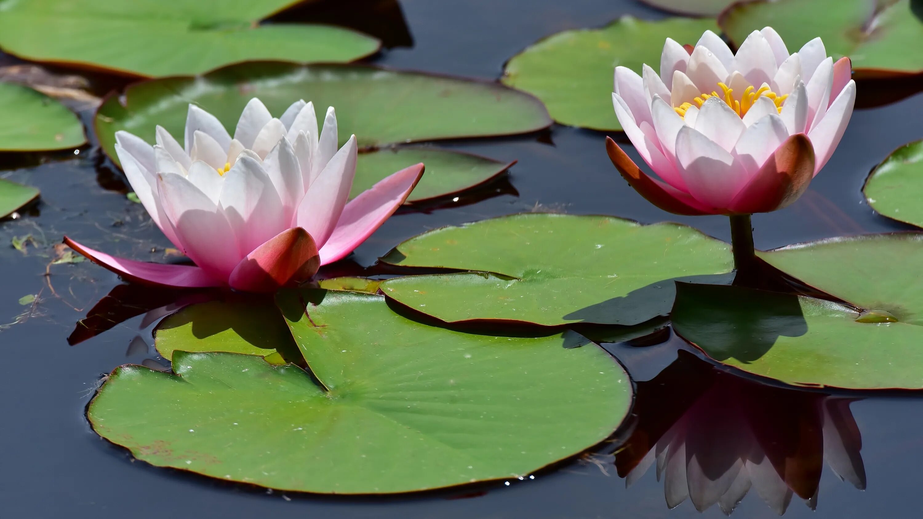 Большие листья на воде. Водяная Лилия/Nymphaea. Лотос кувшинка водяная Лилия. Нимфея Озерная. Нимфея микранта.