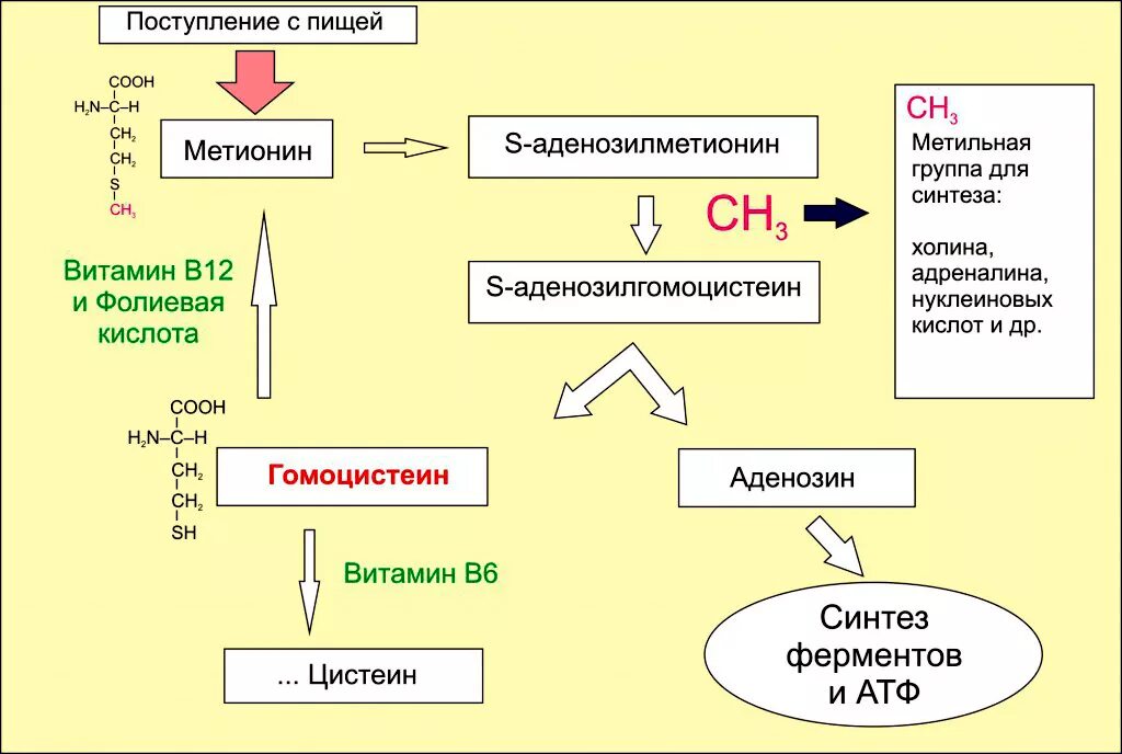 Гомоцистеин биохимия. Схема метаболизма метионина. Гомоцистеин схема метаболизма. Схема метаболизма витамина в12. Схема синтеза метионина.