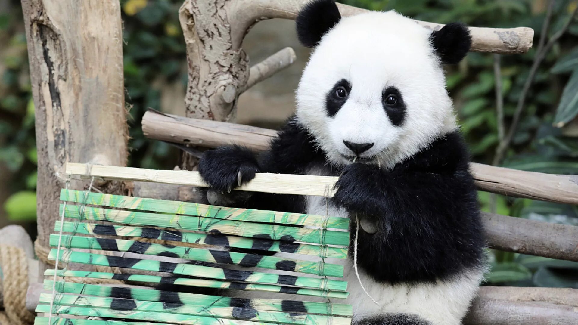 Panda Cub. Панда сбоку. Большая Панда 1920 1080. Фото панды самки.