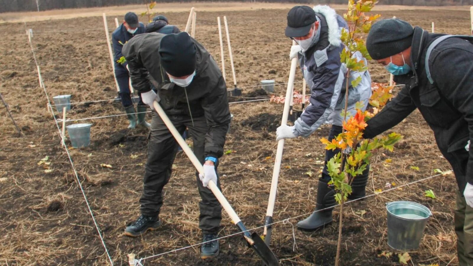 Высаживание деревьев и кустарников выпас скота. Посадка деревьев альметьевск. татнефть сажает деревья. посадка деревьев буинск жореса питомник. питомник мбу сэб.