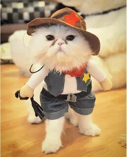 Котята с одеждой