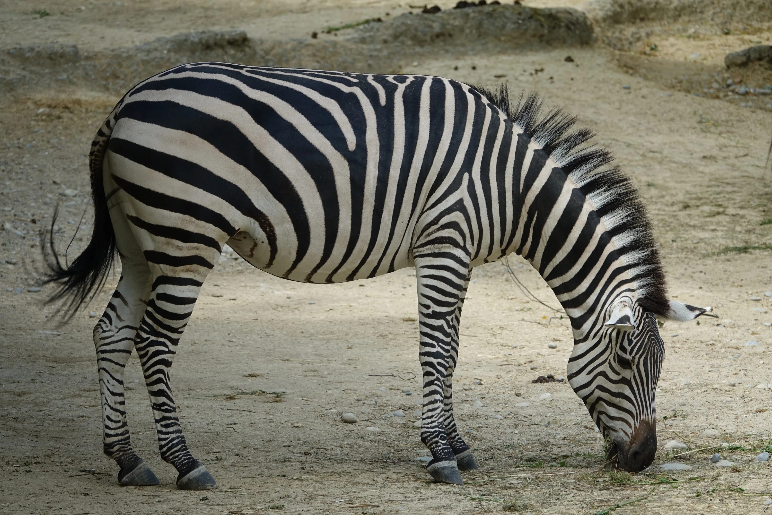 Зебра в Африке. Животные Африки Зебра. Необычные животные Африки. Полосатые животные. Зебра живет в африке