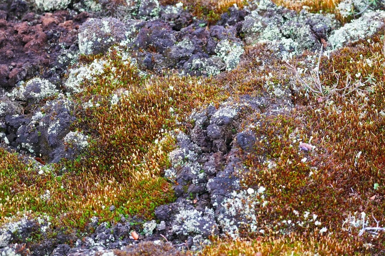 Мохово-лишайниковая тундра. Арктическая Мохово-лишайниковая тундра. Тундра Мохово-лишайниковая растительность. Камнеломка жёстколистная. Тундра в ухо