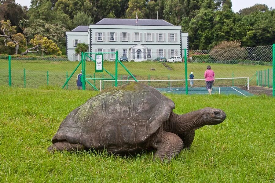 Turtle отзывы. Самая Старая черепаха в мире Джонатан. Исполинская черепаха Джонатан остров Святой Елены. Альдабрская черепаха Джонатан. Джонатан Галапагосская черепаха.