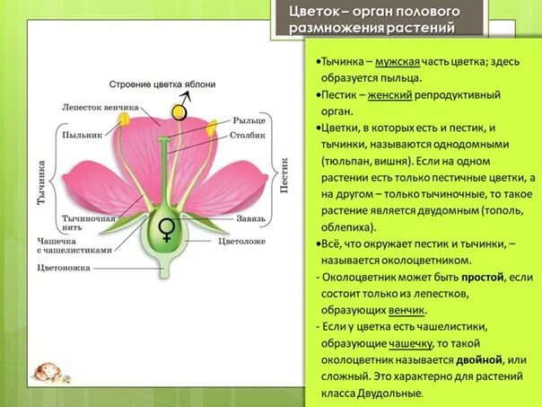 Строение пестика цветка яблони. Диаграмма яблони биология 6. Строение цветка яблони биология 6 класс схема. Строение цветка яблони биология. Биология женские органы