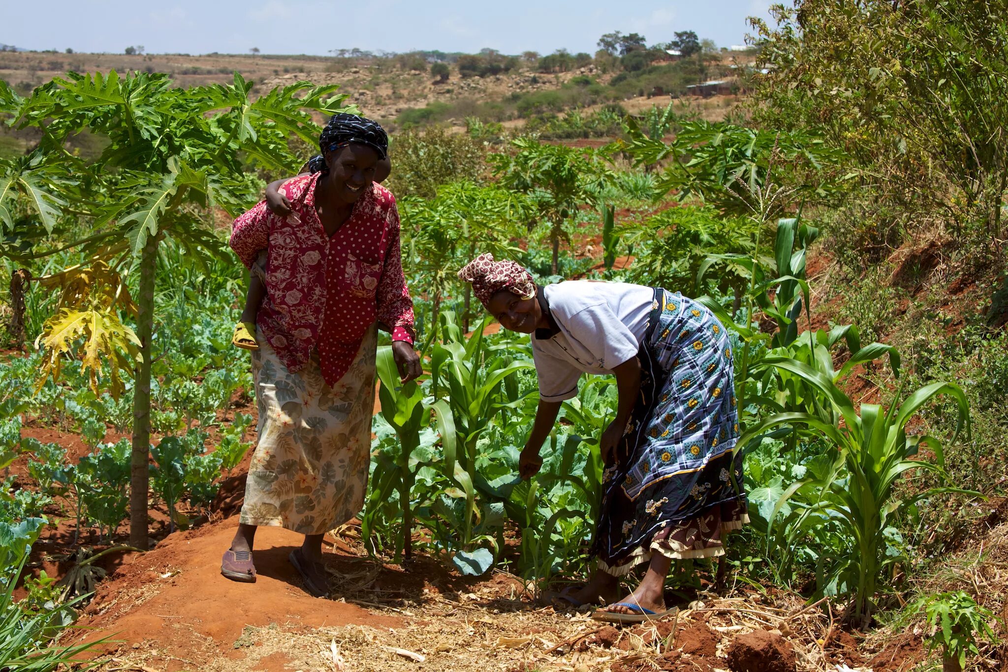 Africa grows. Сельское хозяйство Африки.сельское хозяйство Африки. Тропическое земледелие Африки. Кения сельское хозяйство. Земледелие в Кении.
