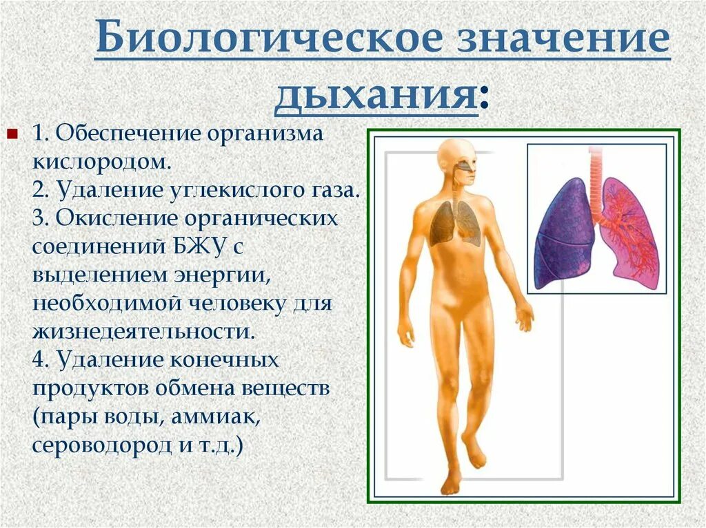 Биологический смысл процесса дыхания. Кислород в организме человека. Движение кислорода в организме. Биологическое значение дыхания. Роль дыхания в организме человека.