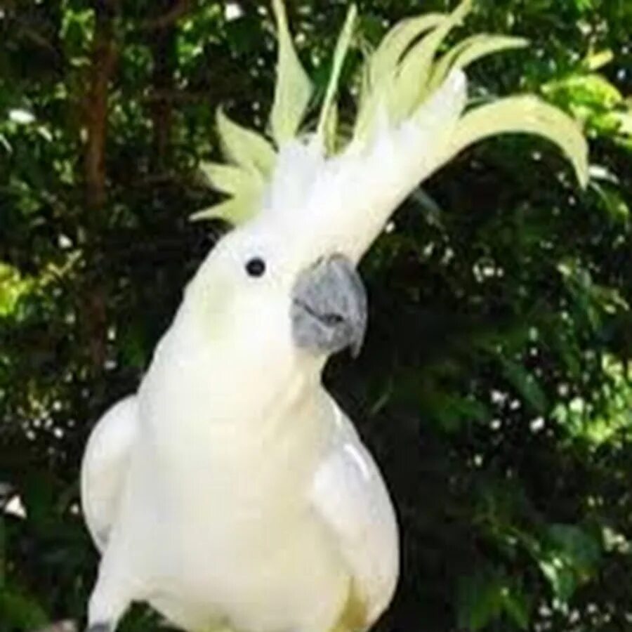 Какада. Малый желтохохлый Какаду. Sulphur Crested Cockatoo. Белые попугаи в Австралии. Самые красивые Какаду.