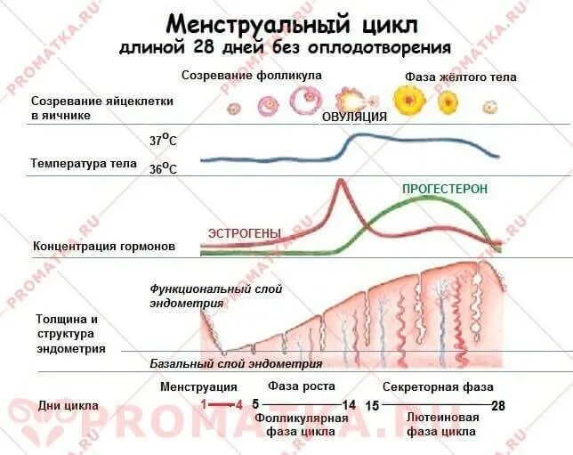 Фазы менструационного цикла фазы. Эндометрия менструационного цикла. Цикл месячных фазы цикла. Лютеиновая фаза менструационного цикла. 3 4 дни цикла