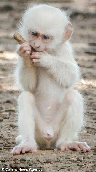 "White monkey" - image created in Shedevrum