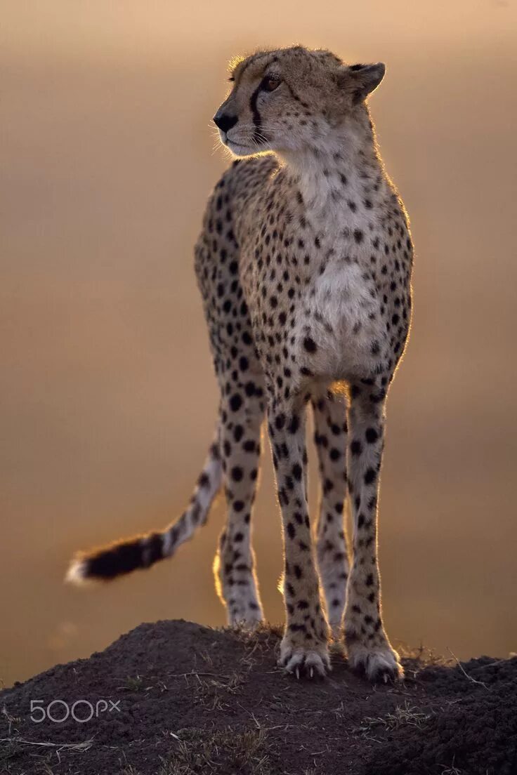 Cheetah at Early Dusk. Cheetah pictures, Cheetah animal, Wild cats