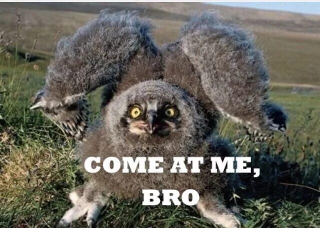 Животные бро. Животные бро. Привет медведь. Животные бро. Селфи кота на фоне собак.