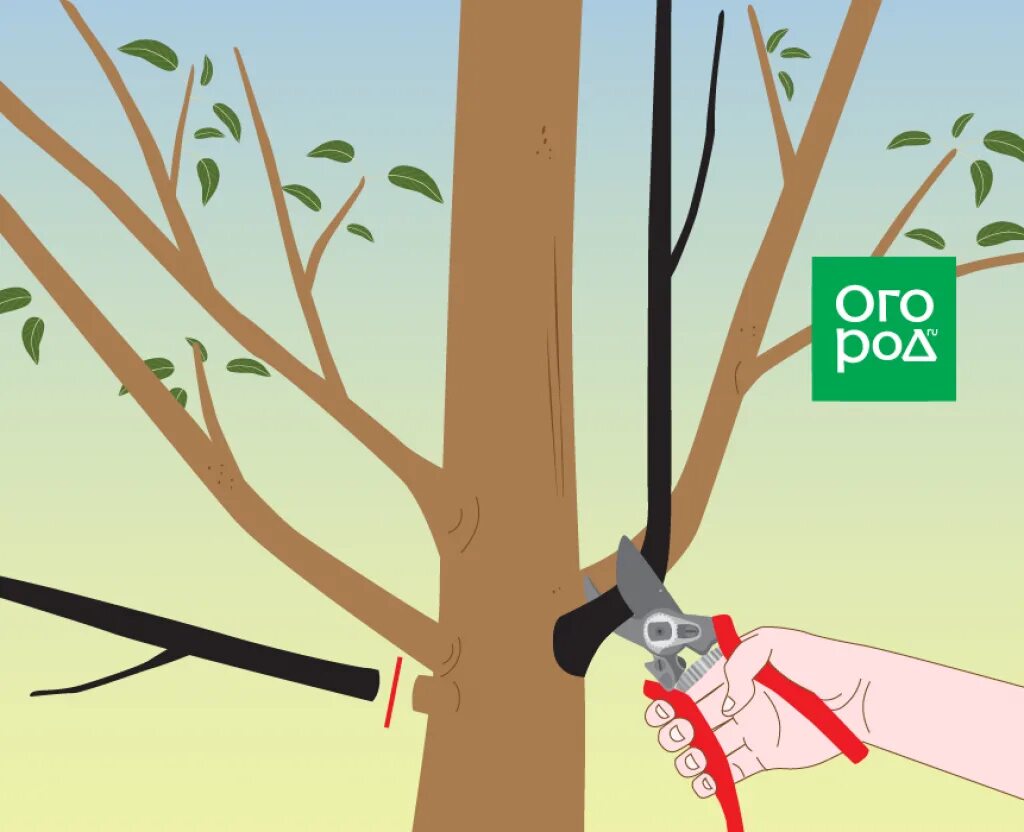 Pear error