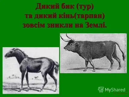 Аптека тарпан