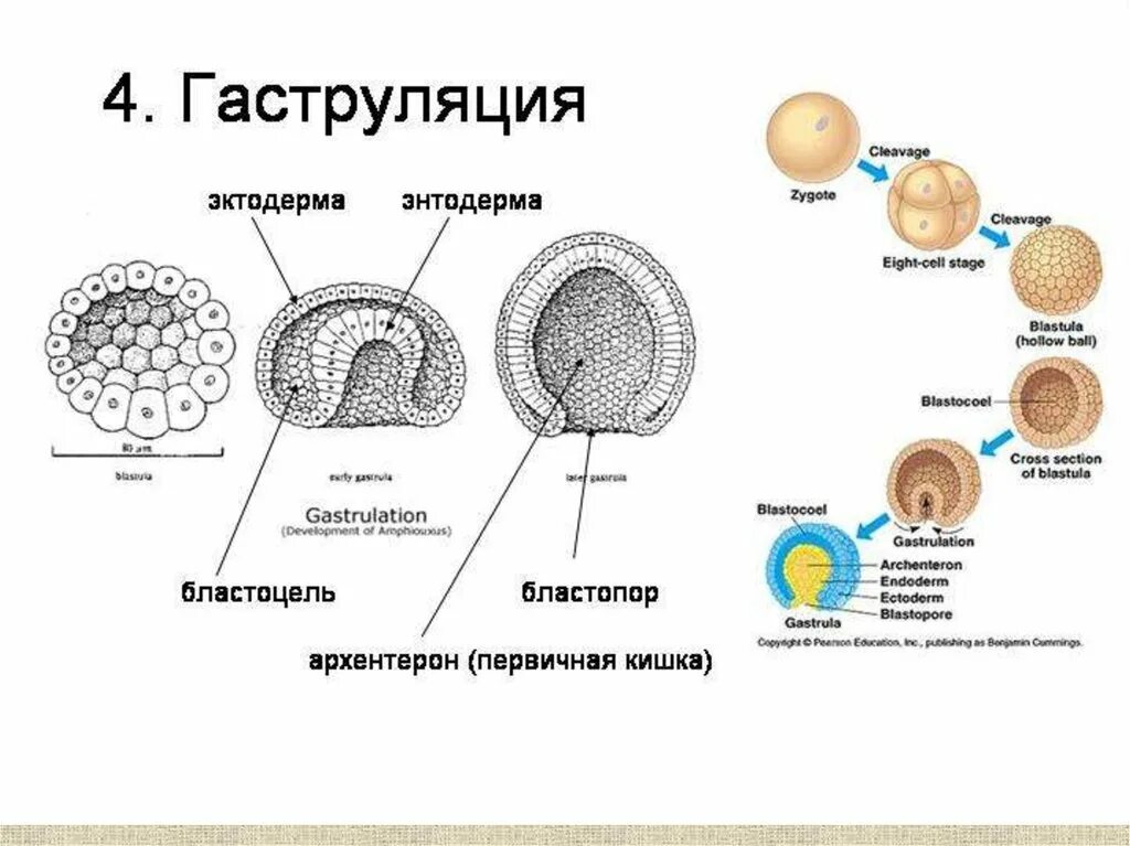 Клетка онтогенез. Бластула гаструла бластопор. Гаструляция деламинация гистология. Гаструла млекопитающих гистология. Стадии гаструляции гистология.