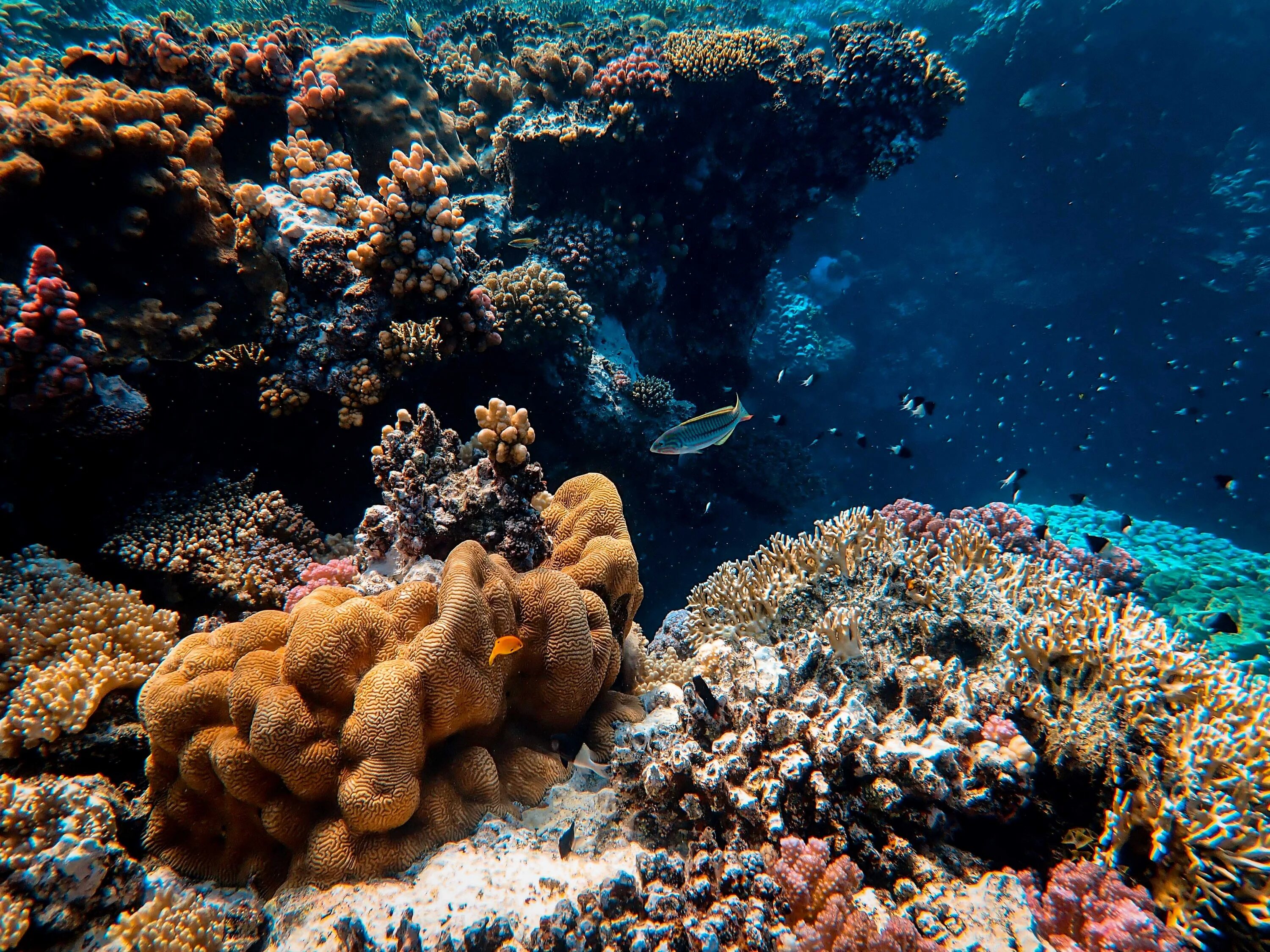В воде рыбы водоросли. Коралловые рифы красного моря. Коралловый риф в Шарм Эль Шейхе. Атлантический океан коралловый риф. Живой риф красное море.