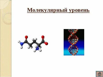 Молекулярный уровень исследования