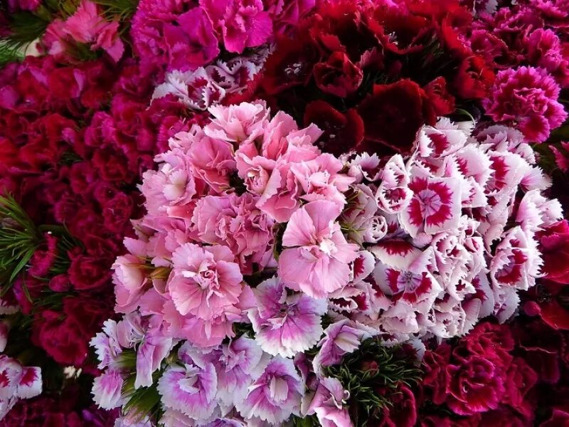 Гвоздика турецкая (Dianthus barbatus). Диантус, гвоздика (турецкая). Гвоздика турецкая Диантус Барбатус. Гвоздика Барбатус махровая смесь. Гвоздика турецкая махровая