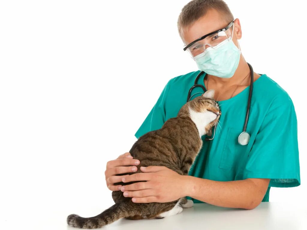Ветеринар для кошки отзывы. Кот у ветеринара. Ветеринар с кошкой. Ветеринар мужчина. Кот в ветеринарке.