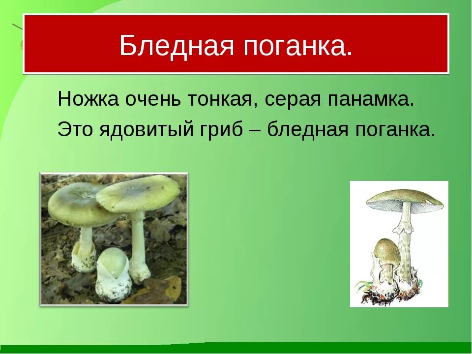 Два ядовитых гриба. Бледная поганка гриб окружающий мир 2 класс. Лесные опасности бледная поганка. Бледная поганка проект 2 класс окружающий мир. Несъедобные грибы 2 класс окружающий мир.