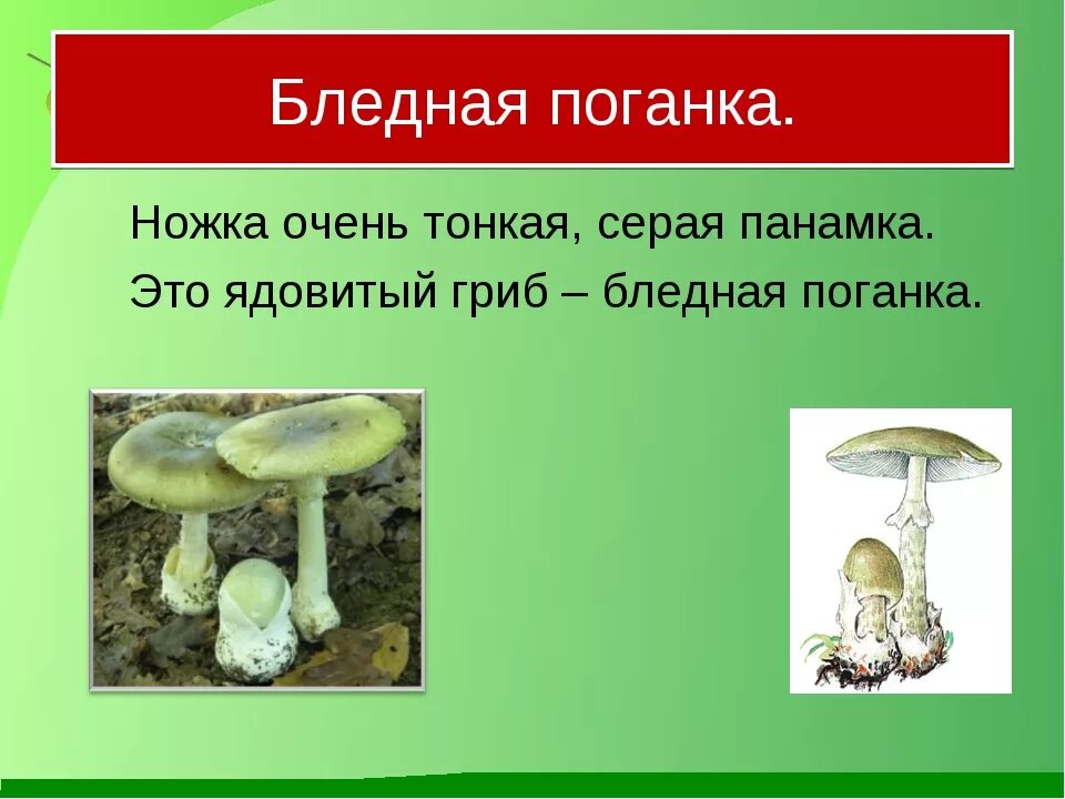 Грибы это животные или растения - Вопросы и ответы