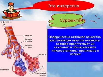 Поступление кислорода в альвеолы