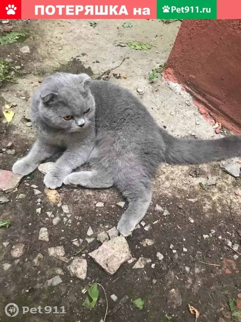 Кошки долгопрудный. Кошки долгопрудный. Улица совхозная потерялась кошка в москве. Кошка тоша. Кошки долгопрудный.