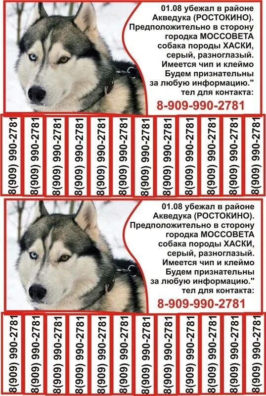 Температура хаски. Сибирский хаски продолжительность жизни. Собачьи питания для хаски. Сибирский хаски вес взрослой собаки. Доклад про хаски.