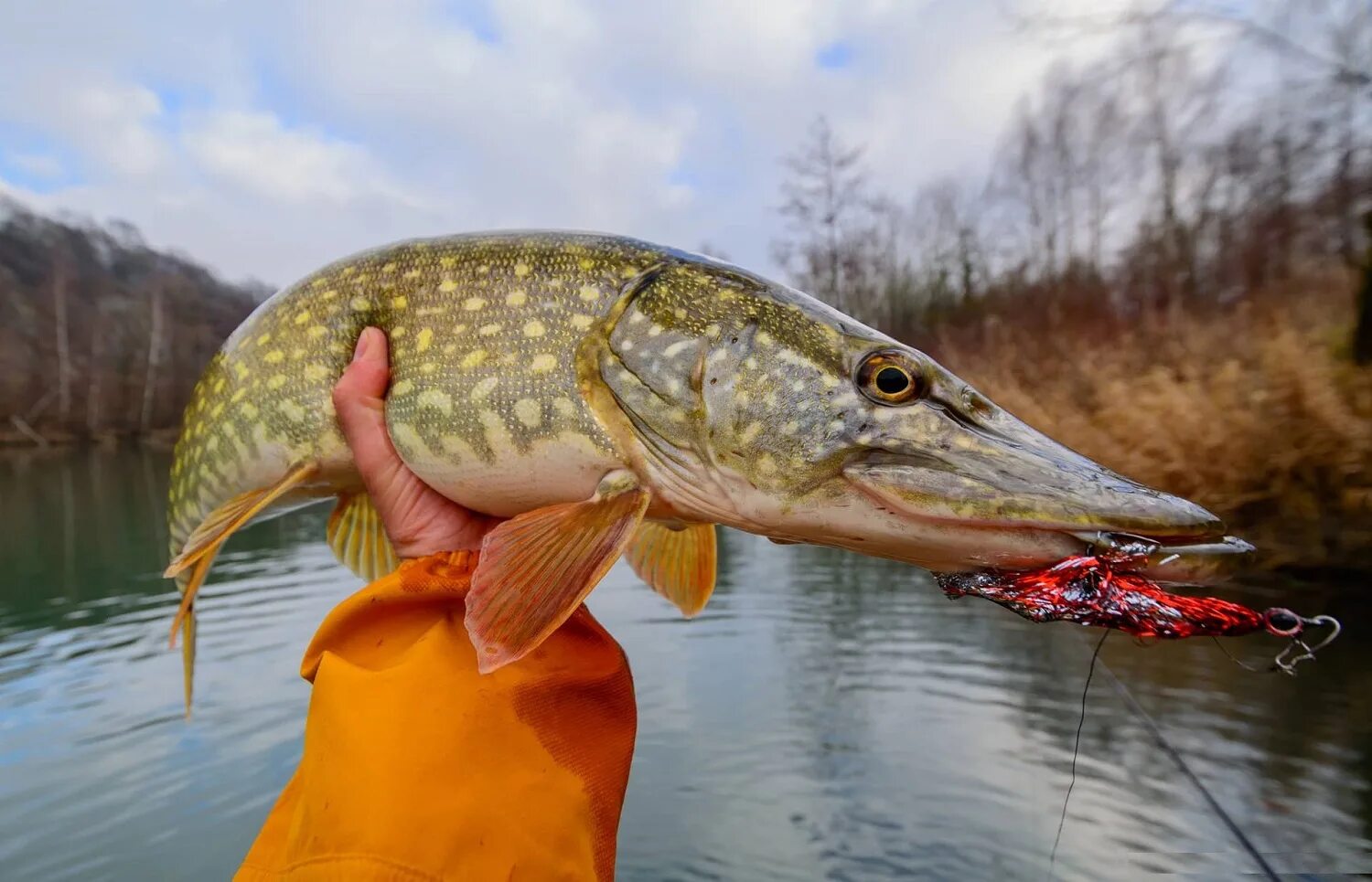 Образ щуки. Обыкновенная щука (Esox Lucius). Щука Енисейская. Рыбалка на щуку. Осенняя рыбалка на щуку.