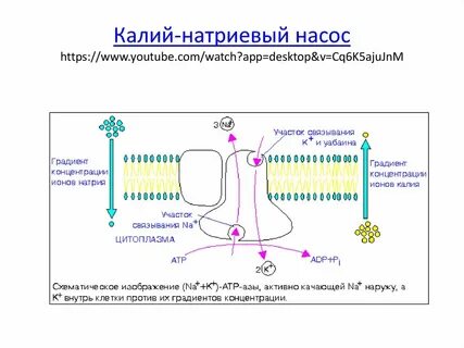Калий натрий атф