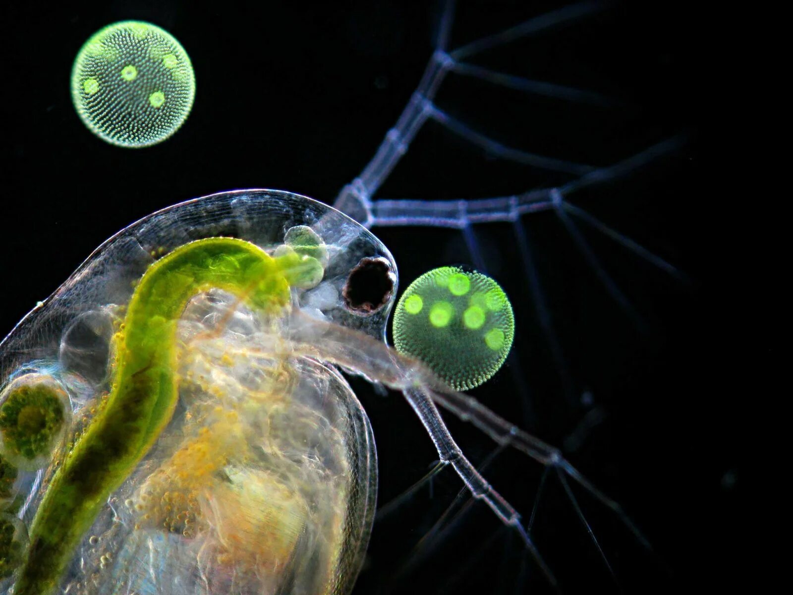 Планктон водоросли. Зоопланктон дафния. Дафния одноклеточное. Дафния фитопланктон. Дафния ракообразные.
