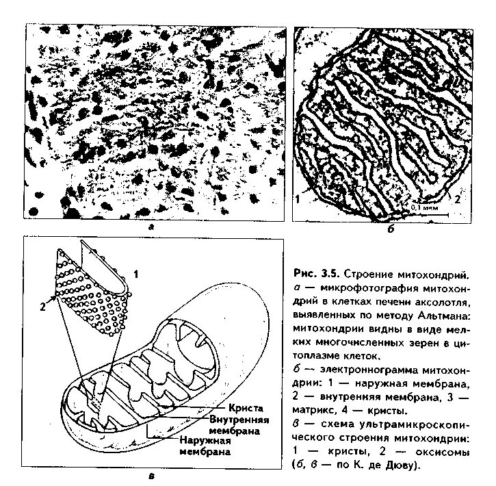 Митохондрии в клетках печени. Хондриосомы в клетках печени. Хондриосомы в клетках печени по Альтману. Хондриосомы митохондрии в клетках кишечника аскариды. Митохондрии хондриосомы в клетках печени демонстрационный препарат.