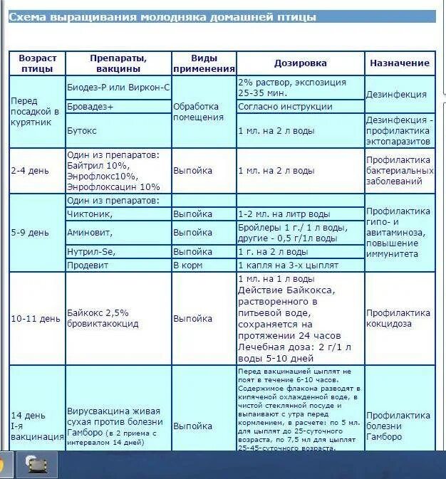 Куры после антибиотиков. Схема выпаивания цыплят бройлеров антибиотиками. Вакцинация бройлеров схема. Схема выпойки бройлерных цыплят. Выпойка цыплят бройлеров схема.