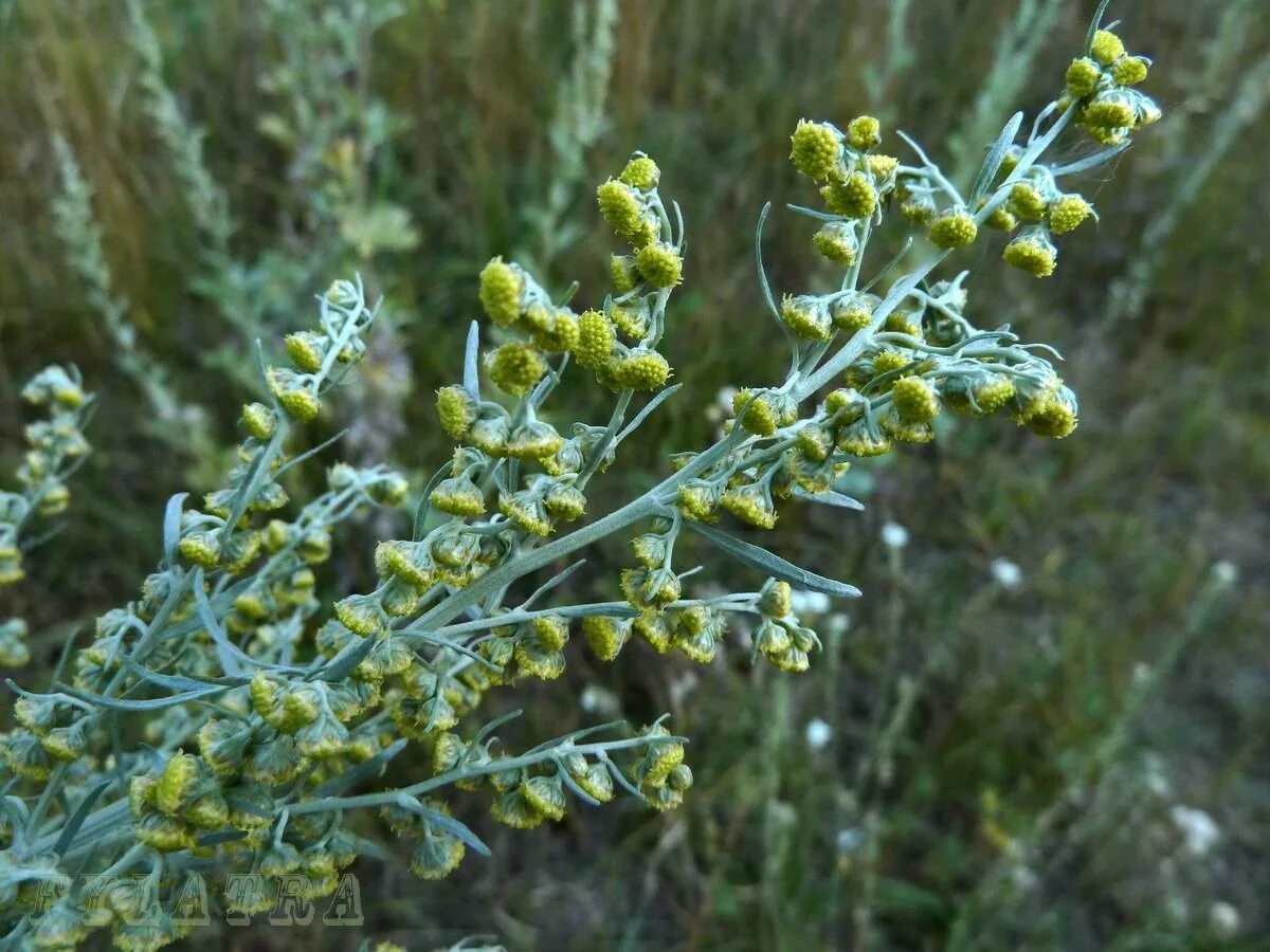 Полынь обыкновенная (artemisia vulgaris). Полынь обыкновенная artemisia vulgaris l. Полынь горькая (artemisia absinthium). Полынь обыкновенная (artemisia vulgaris). Полынь горькая (artemisia absinthium).