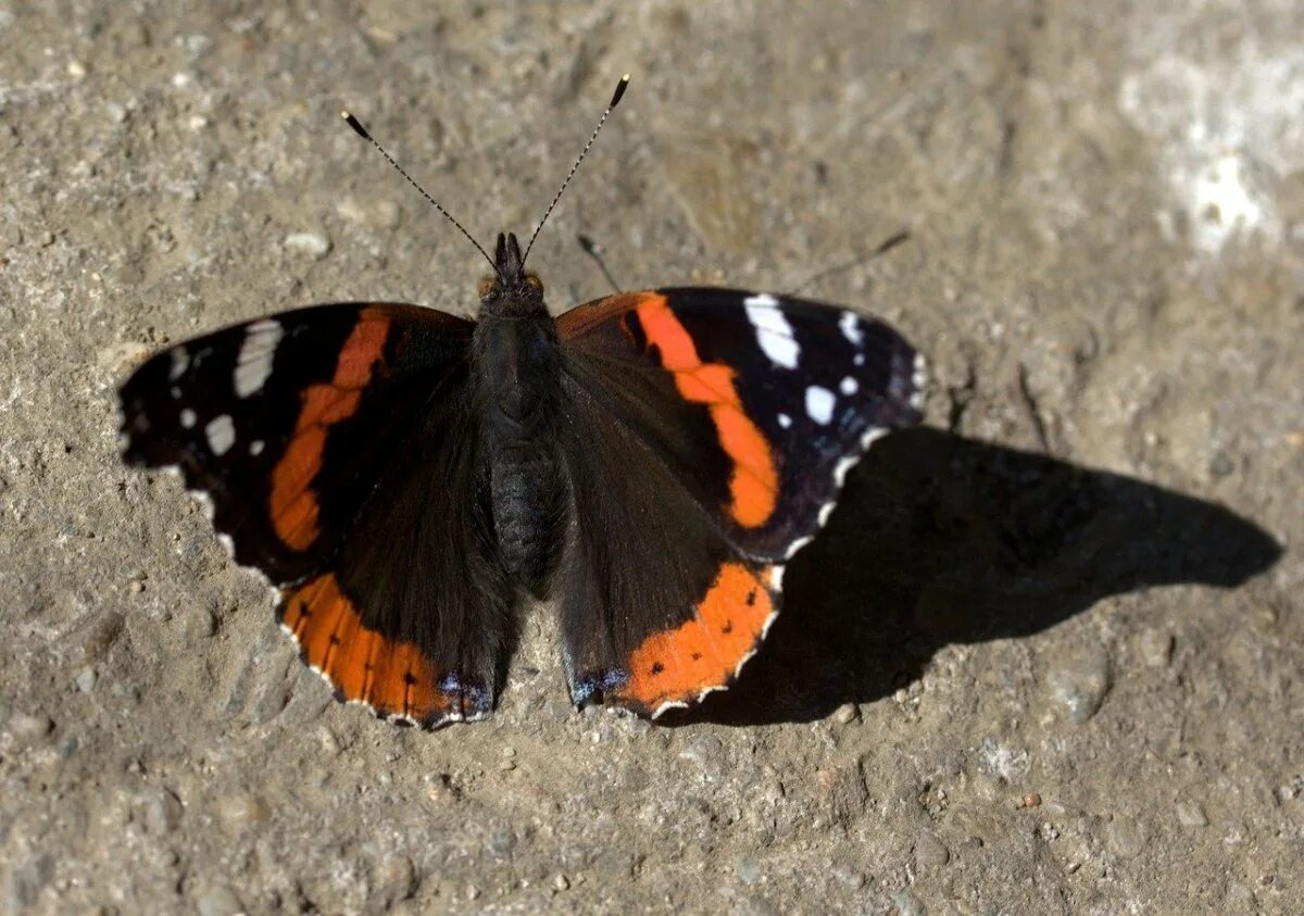 Бабочка с пятнами на крыльях. Бабочка парусник тоас. Бабочка зеленая с черным. Бабочка с черными пятнами. Ленточник тополевый бабочка.