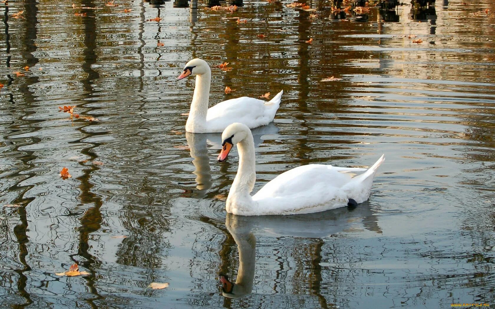 Белые лебеди на озере. Лебеди. Лебеди на озере. Лебеди (птицы). Лебеди в пруду.