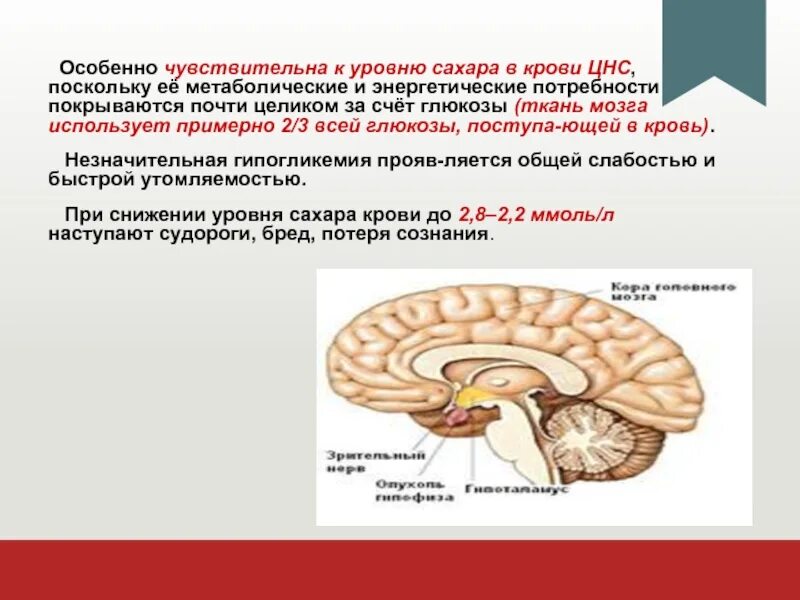 Промежуточный мозг уровень глюкозы. Промежуточный мозг и глюкоза. Регуляция содержания сахара в крови. Физиология промежуточного мозга. Метаболические изменения при сахарном диабете.