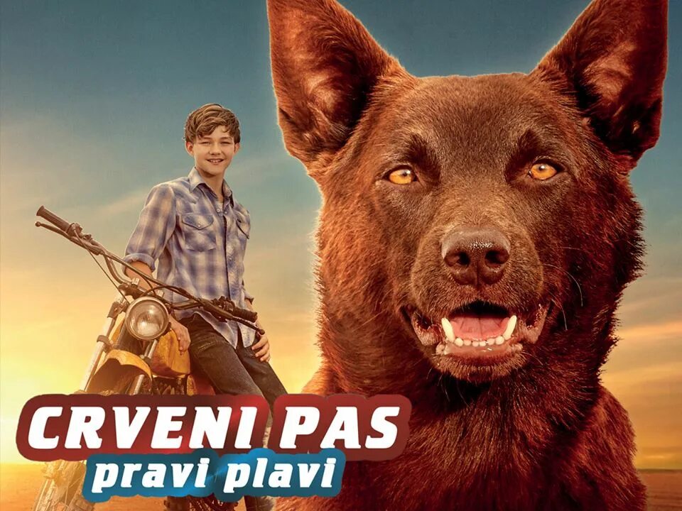 Кот и пес киноафиша. Рыжий пес (2011) Red Dog. Рыжий пес: самый верный (2016).