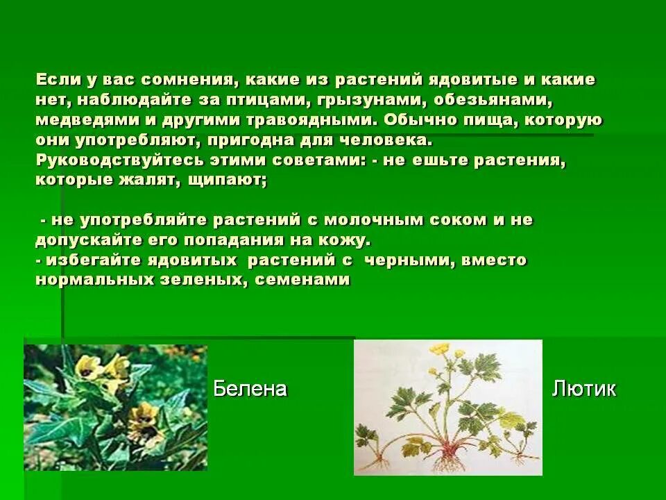 Ядовитые растения. Лекарственные и ядовитые травы. Растения лекарственные и несъедобные. Не ядовитые растения. Какие травы ядовиты